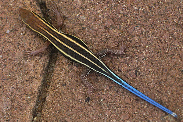Blue-tailed lizard in Juba, South Sudan